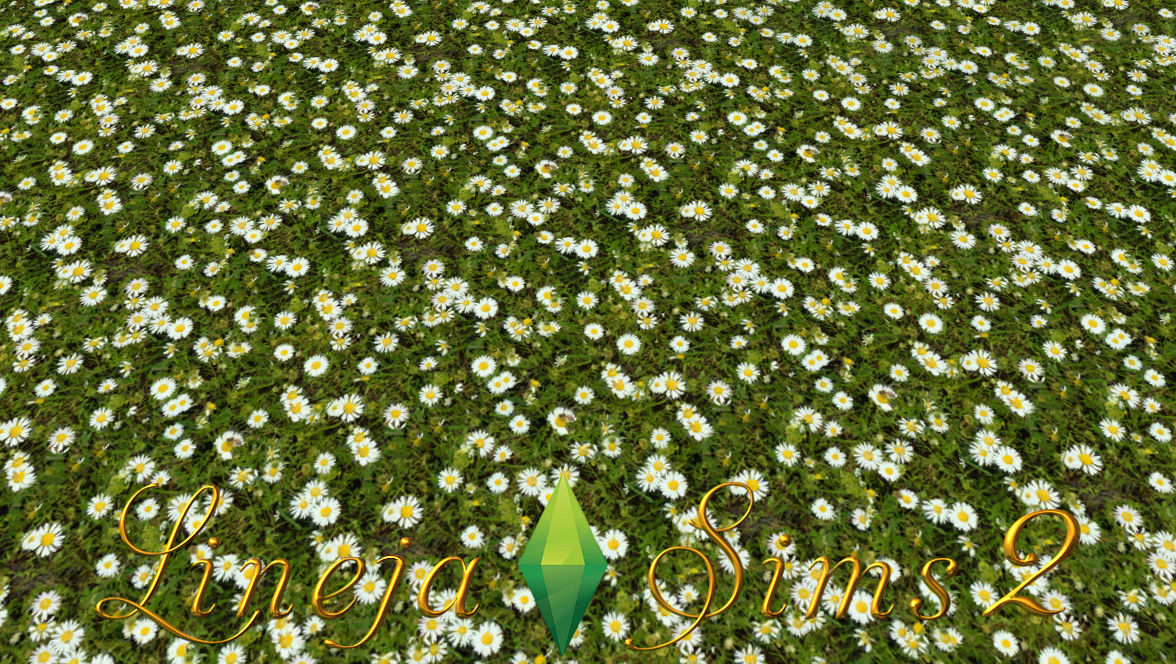 Ромашковое поле (Chamomile field)